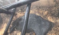 Bismil’de ahır yangınında 3 hayvan telef oldu