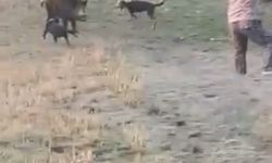 Bolu’da avcıya domuz saldırdı