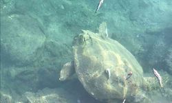 Datça’da deniz kaplumbağasını balıkla beslediler