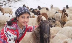 Huzur ortamı sağlanan Şırnak yaylalarında, 13 yaşındaki kız çocuğu hayatını hayvanlara adadı