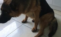 Kayıp köpek “hera”, yaralı halde bulundu