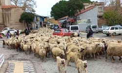 Kent merkezinden geçen koyun sürüsü ilginç görüntü oluşturdu