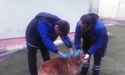 Menteşe Belediyesi ekipleri kayalıklarda mahsur kalan köpeği kurtardı