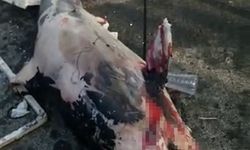 Sarıyer’de denizden ölü yunus balığı çıkartıldı