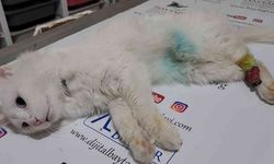 Arka patisi simetrik şekilde kesik bulunan kedi tedavi altına alındı