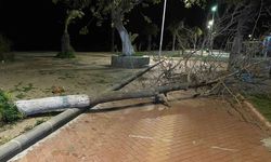 Fırtına Bodrum’da ağaçları devirdi