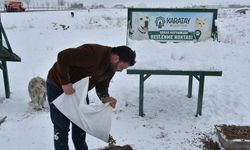 Karatay Belediyesi sokak hayvanlarını unutmadı