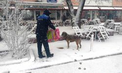 Hisarcık Belediyesi sokak hayvanlarını aç bırakmadı
