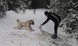 Kangal sahibinin yaptığı kardan köpeği kıskandı