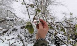 Kar yağışı fındık üreticilerini sevindirdi