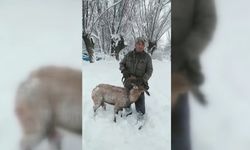 Erzincan'da köpeklerin saldırısına uğrayan dağ keçisini muhtar kurtardı