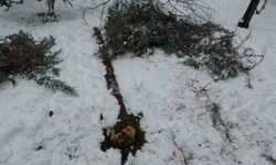 Malatya’da kar ağaçları yerinden söktü