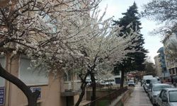 Doğa ana uyandı... Afyon'a bahar geldi
