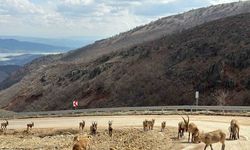 Tunceli’de tuz için kara yoluna inen yaban keçileri görüntülendi