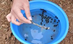 Meyve üreticilerine ’Bakla zınnı’ böceğinin zararlısıyla mücadele uyarısı