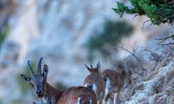 Yaban keçileri Munzur dağlarına güzellik katıyor