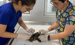 Bodrum'da yaralanan yavru kedi için seferber olundu
