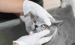 Fırat Üniversitesi Hayvan Hastanesi’nde 5 ayda 3 bin hayvan tedavi edildi