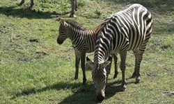 Bursa Hayvanat Bahçesi’nin zebra ailesine 3 yeni üye