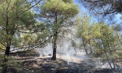 Kastamonu’da orman yangını: Ekiplerin müdahalesi ile kısa sürede söndürüldü