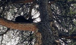Ağaçta kalan kediyi Tavşanlı İlçe Milli Eğitim Müdürlüğü personeli kurtardı