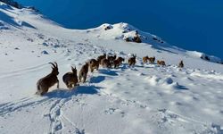 Karlı dağları aşarak göç yoluna koyulan yaban keçileri belgesel tadında görüntü oluşturdu