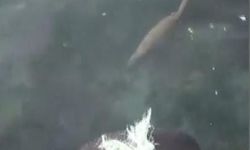 Nesli tükenmekte olan su samuru, Sinop’ta yüzerken görüntülendi
