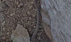 Elazığ’da zehirli kocabaş yılanı görüntülendi