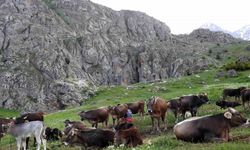 Erzincan'da 40 bin TL maaşla çoban bulamayınca çözümü nöbetleşmekte buldular