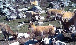 Erzincan'da yaban keçisi sürüsü fotokapanla görüntülendi