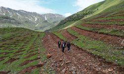 Şırnak’ta terörün bittiği dağlar 70 bin fidanla yeşillenecek