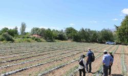Erzincan'da Kapya Biber Yetiştiriciliği Yaygınlaşıyor