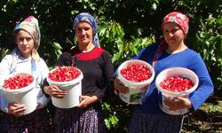 Erzincan'da Kiraz Hasadı Başladı