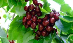 Erzincan’da Kiraz Hasadı Erken Başladı