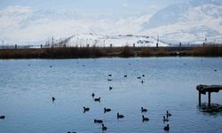 Erzincan’daki Ekşisu Sazlığı: Göçmen Kuşların Doğal Mola Noktası Olmaya Devam Ediyor