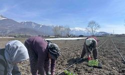 Erzincan’ın yerli ürününde ilk fideler toprakla buluştu
