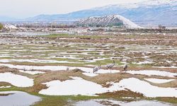 Ekşisu Sazlığı’nda turnalar, yavrularıyla görüntülendi