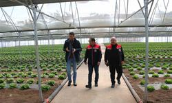 Erzincan seralarında yılda 3 ürün dönemi