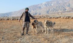Erzincan’da 100 Bin Lira Maaşa Çoban Bulunamıyor