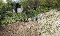 Karadeniz’in Emektar Kadınları Baharla Tarlalara Döndü