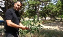Sosyal Medyada Ölü, Gerçekte Diri