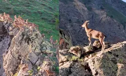 Erzincan’ın Munzur Dağları’nda Dağ Keçileri Görüntülendi