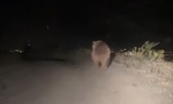 Erzincan’da yol kenarına inen boz ayı paniğe neden oldu