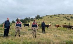 Refahiye’de Kaybolan 19 Büyükbaş Hayvan Jandarma Dronu ile Giresun Sınırında Bulundu