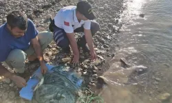 Tunceli’de Kaçak Av Skandalı