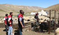 Erzincan Tulum Peyniri Yüksek Yaylalardan Sofralara