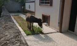 Sahipsiz Eşek Erzincan’da Mahallenin Maskotu Oldu