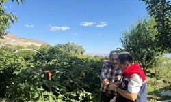 Erzincan’da Böğürtlen Üretimine İl Tarım Müdürlüğü’nden Destek