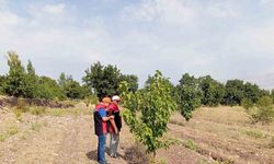 Erzincan’da Dut Bahçelerinde Hastalık ve Zararlı Kontrolleri Yapıldı
