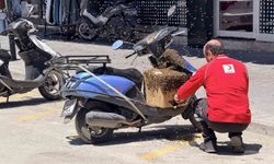 Erzincan’da Oğul Veren Arılar Motosiklete Kondu